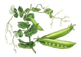 Признаки и свойства живого