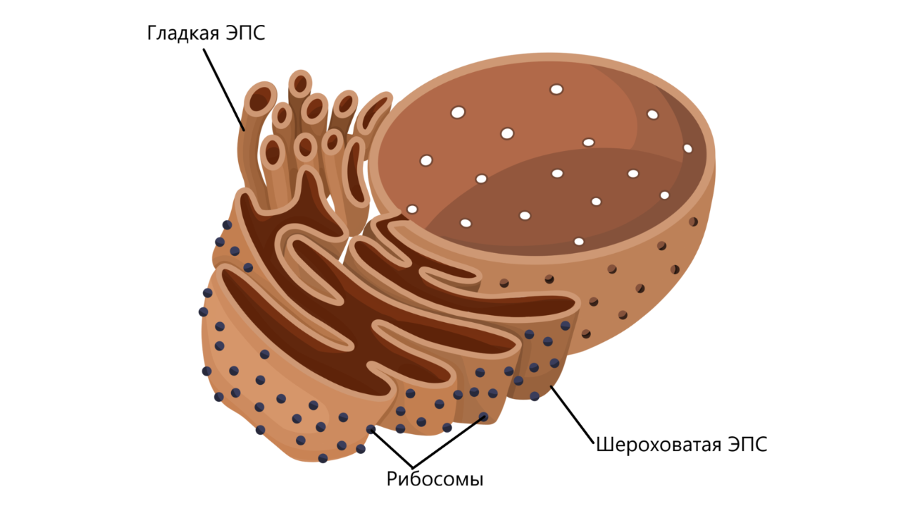 Иллюстрация к статье