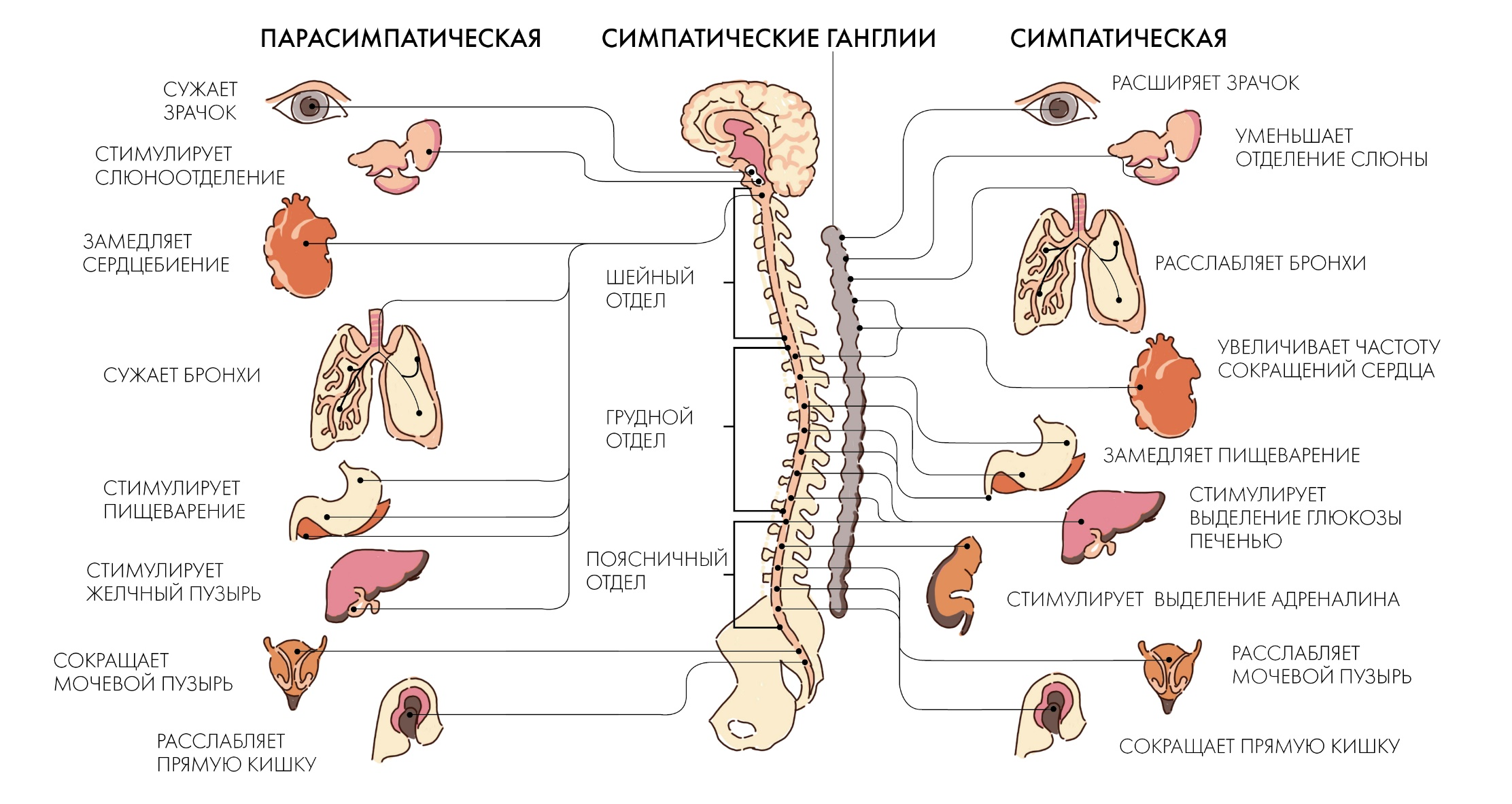 Иллюстрация к статье