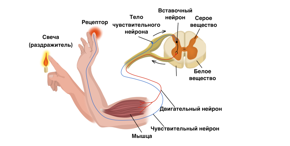 Иллюстрация к статье