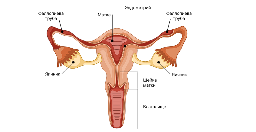 Иллюстрация к статье