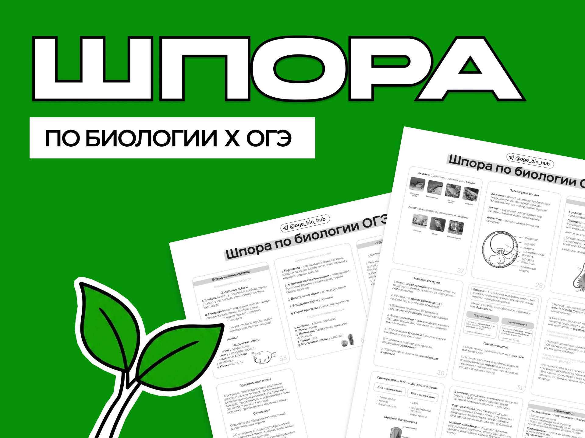 Шпора по биологии ОГЭ