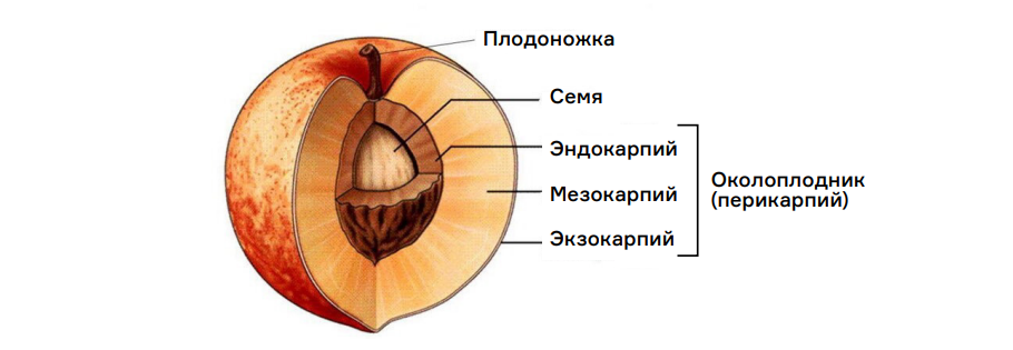 Иллюстрация к статье