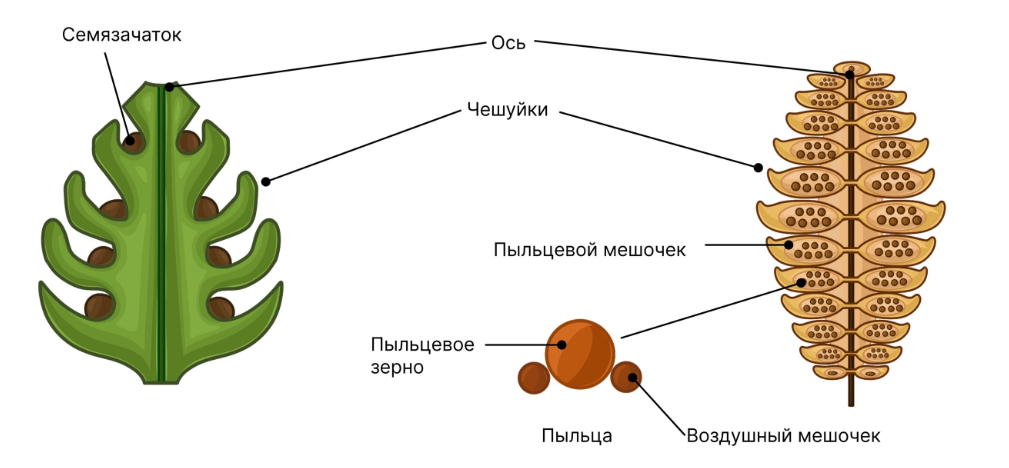 Иллюстрация к статье