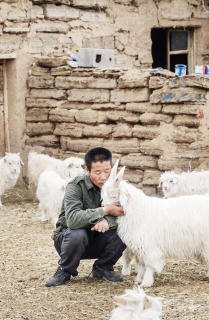 Высокогорные козы, обитающие в Китае и Монголии