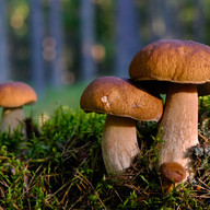 Названия грибов