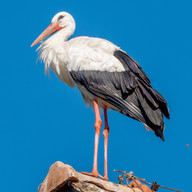 stork