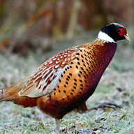 pheasant