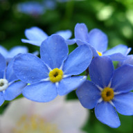 forget-me-not