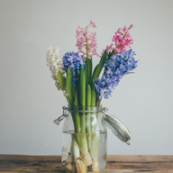 hyacinth