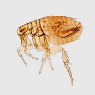 flea