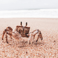 crab