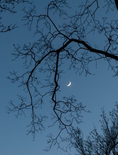 The Moon amongst the trees in the twilight sky.