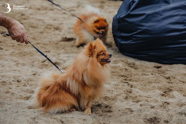 Эксперты назвали 3 самые популярные породы собак у россиян в 2025-м