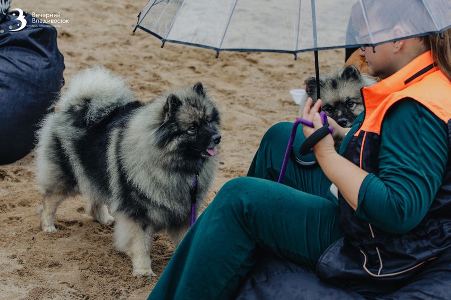 Как реагенты и антифриз угрожают здоровью питомца в городе? Предупреждение экспертов РКФ