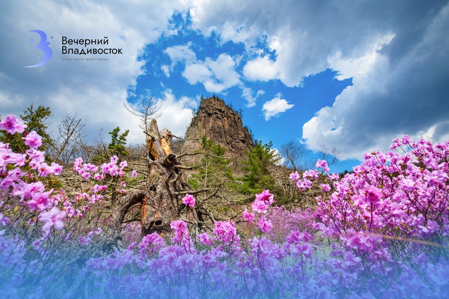 Приморский топ: где сделать самые эффектные фотографии в рододендронах?