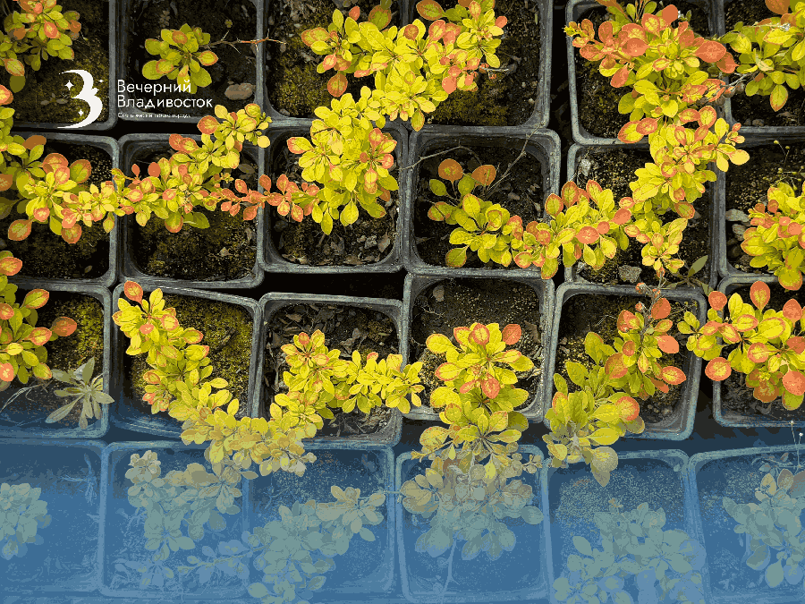 Обзор самых интересных экспонатов садовой ярмарки в Ботаническом саду