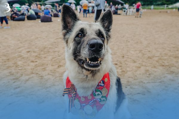 Как подготовить собаку к даче за месяц. Составляем чек-лист заботливого хозяина