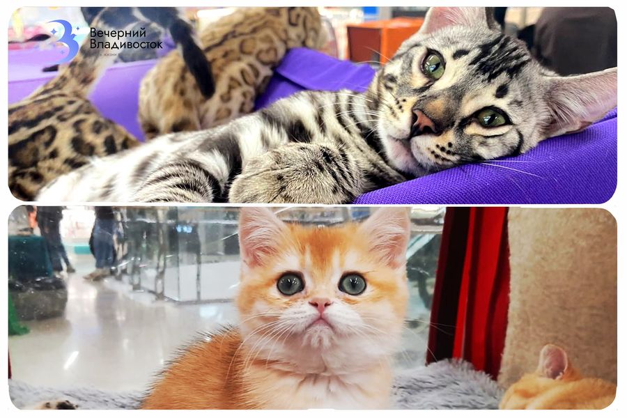 50 тысяч за котёнка – какие породы стали звёздами выставки во Владивостоке?