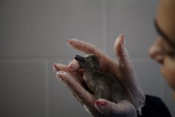 Биологи празднуют победу. Во Владивостоке удалось получить потомство от редких животных