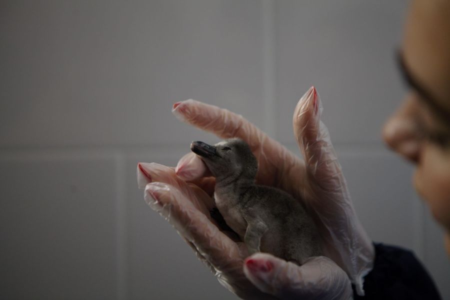 Биологи празднуют победу. Во Владивостоке удалось получить потомство от редких животных