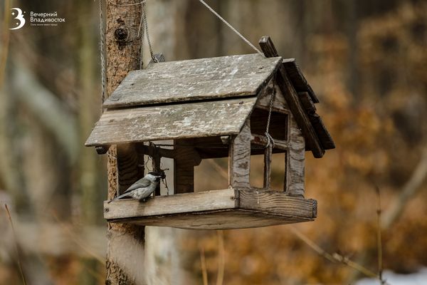 Тигр-романтик попал на видео в Приморье