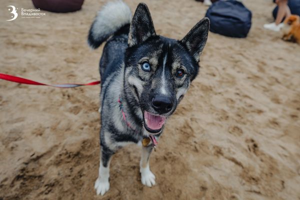 Как разглядеть гения в своей собаке? 5 маркеров от кинологов