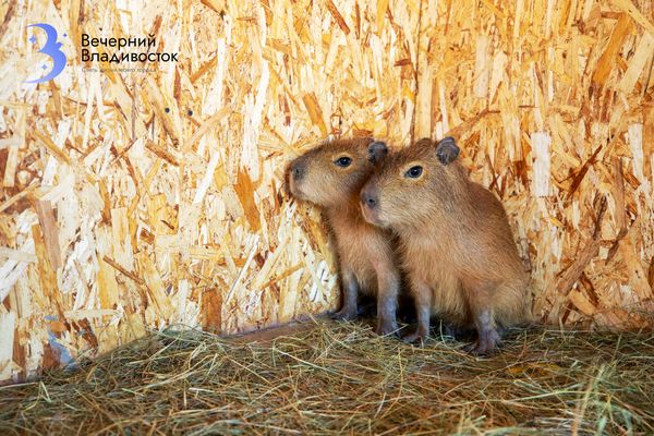 «Подставляют шейку, чтобы почесали»: на приморской ферме рассказали о повадках капибар
