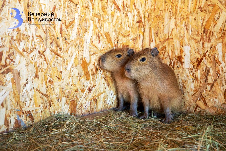 «Подставляют шейку, чтобы почесали»: на приморской ферме рассказали о повадках капибар