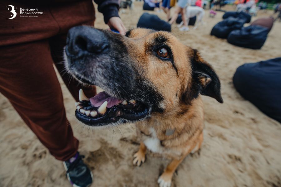 Эксперты рассказали, как спланировать бюджет на содержание собаки в 2026