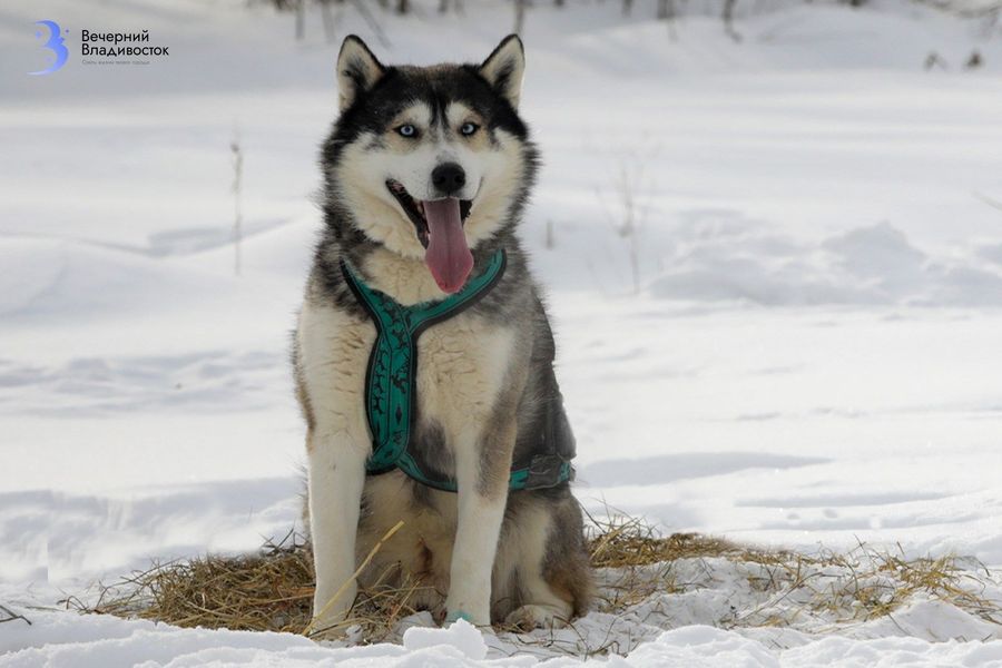 Как уберечь собаку от новогоднего стресса: чек-лист от кинологов