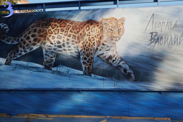 Самая фотогеничная кошка оказалась родом из Приморья