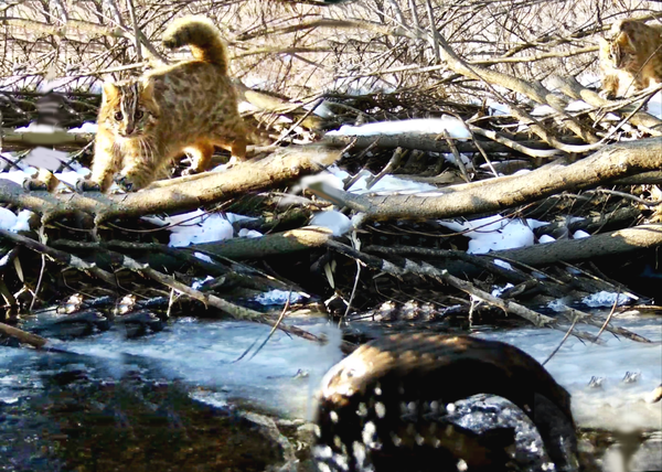 Вот так встреча! «Свидание» выдры с дальневосточным диким котом сняли на видео