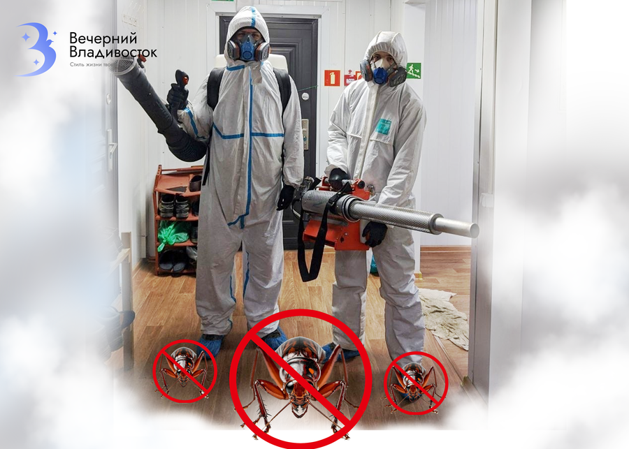«Тараканы летели изо всех щелей»: зачем Владивостоку нужны дезинсекторы