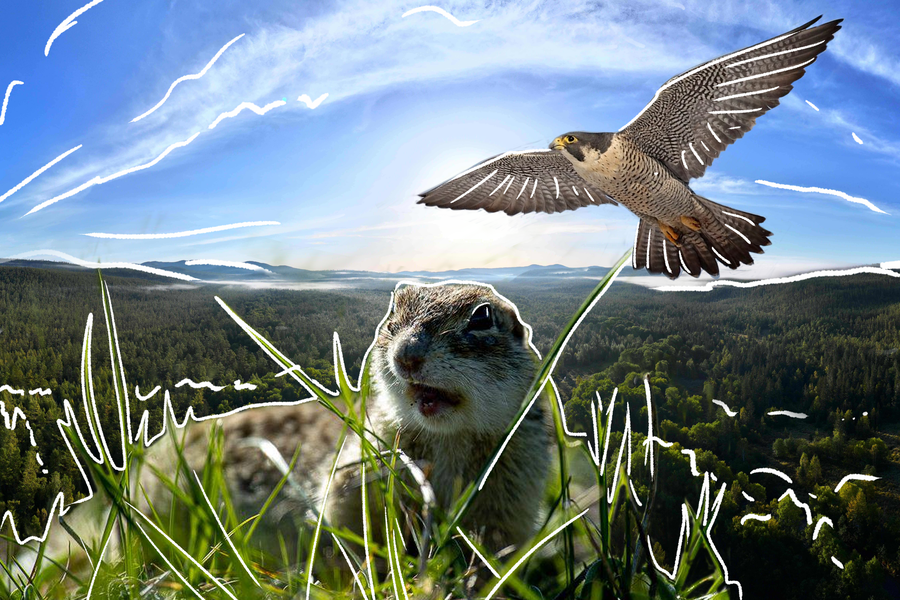 Судья, бизнесмен и ученый бросили карьеру ради тайги. Как фотоохота стала смыслом жизни успешных карьеристов?