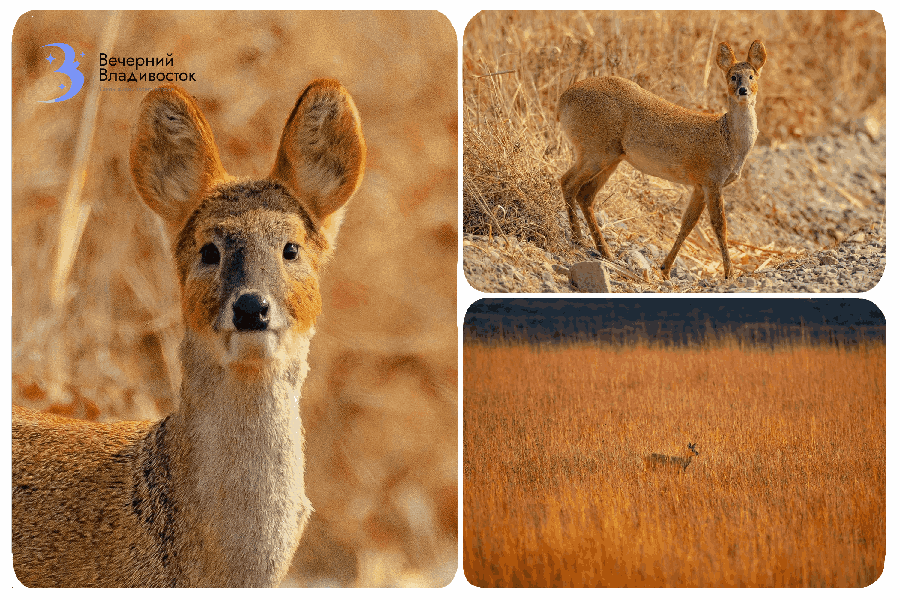 В Приморье зафиксирован демографический бум у одного из самых скрытных обитателей дикой природы