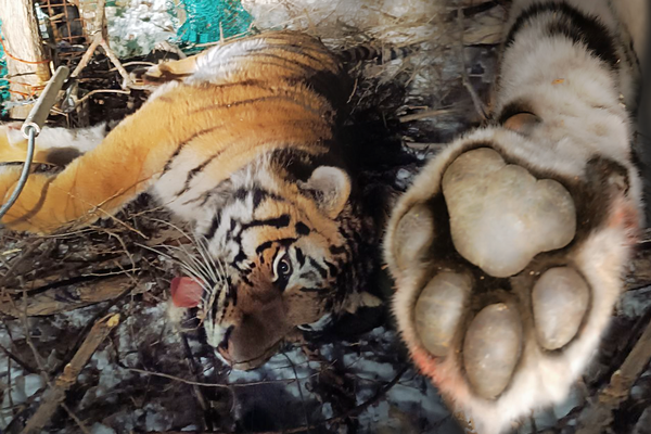 Молодого амурского тигра отловили у села в Приморье