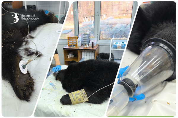 В приморской школе нашли дикого зверя с удаленными клыками. Подробности