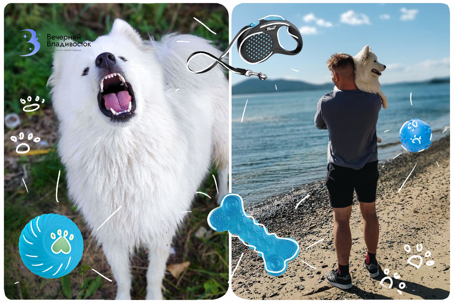 Поводок, намордник, закон: как гулять с собакой во Владивостоке в 2025 году
