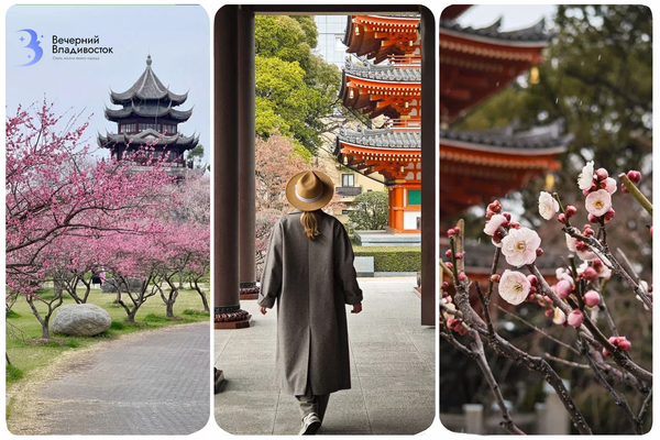 Когда сакура цветёт: где любоваться розовым раем в Японии, Китае и Владивостоке?