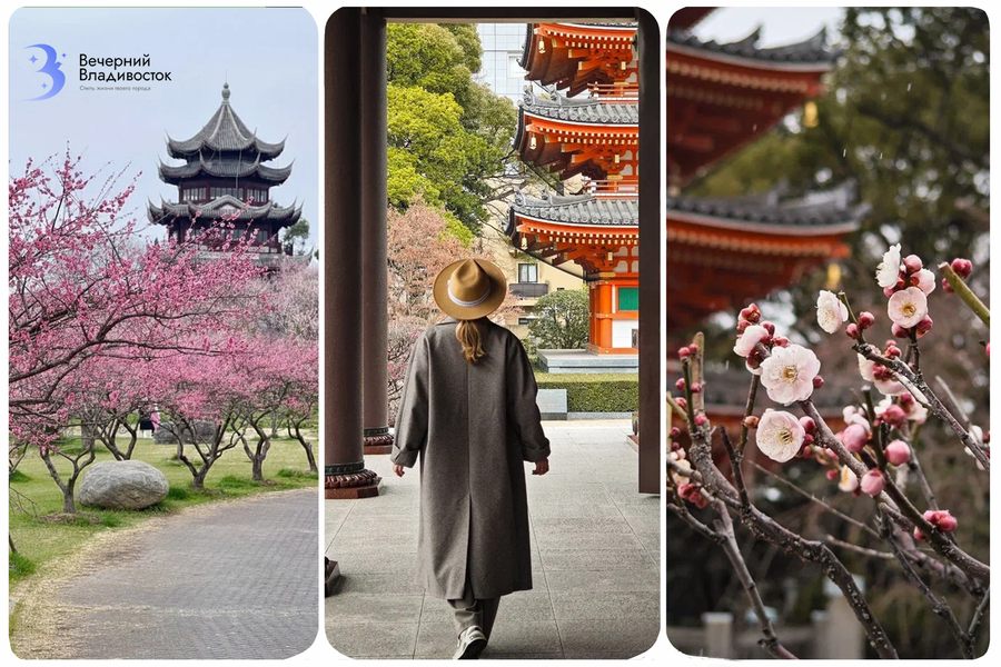 Когда сакура цветёт: где любоваться розовым раем в Японии, Китае и Владивостоке?