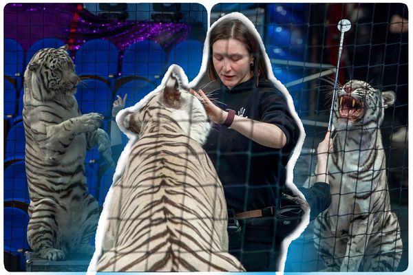 «Они не терпят лжи»: Алиса Нестерова и 6 её полосатых подопечных