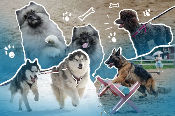 Кинологи рассказали, как собаки на самом деле видят мир вокруг