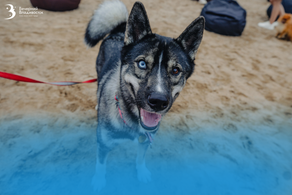 Ваш питомец может быть гением в том, о чём вы даже не догадывались