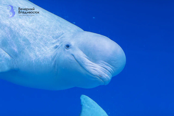 Как научить белуху рисовать? Тренер Приморского океанариума раскрыла секреты дружбы с мормлеками