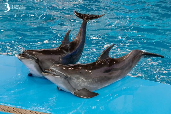 Воплощаем мечты: почему стоит поплавать с дельфинами
