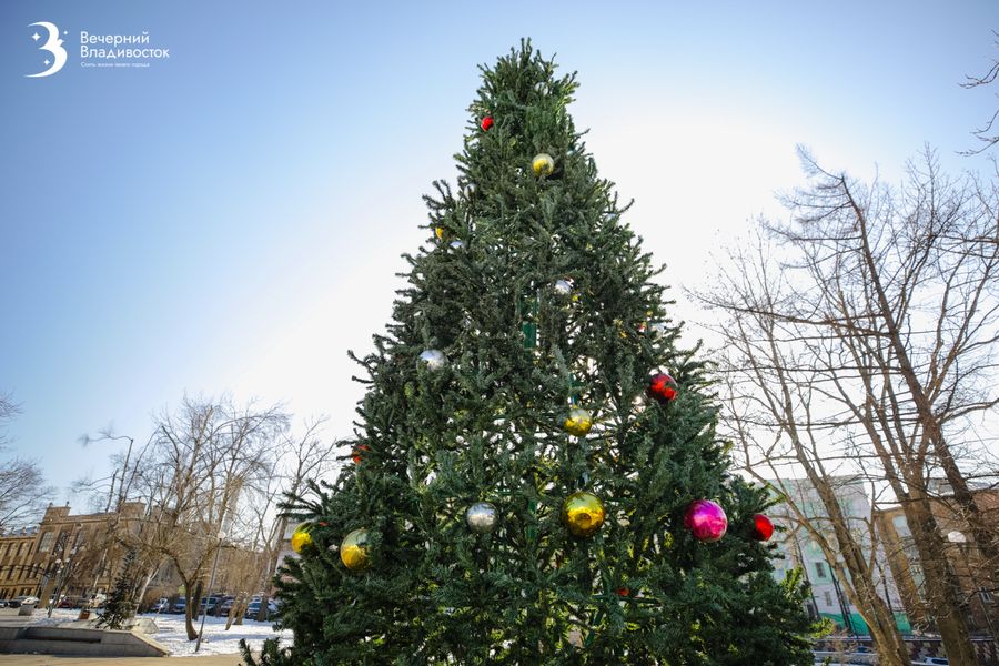 Во Владивостоке открываются официальные елочные базары с 12 декабря (адреса)