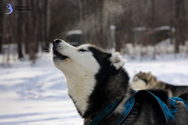 Член семьи с ценником: почему содержание питомца в России дорожает с каждым годом?