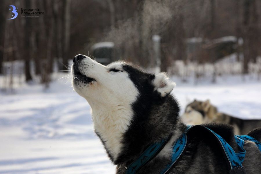 Член семьи с ценником: почему содержание питомца в России дорожает с каждым годом?