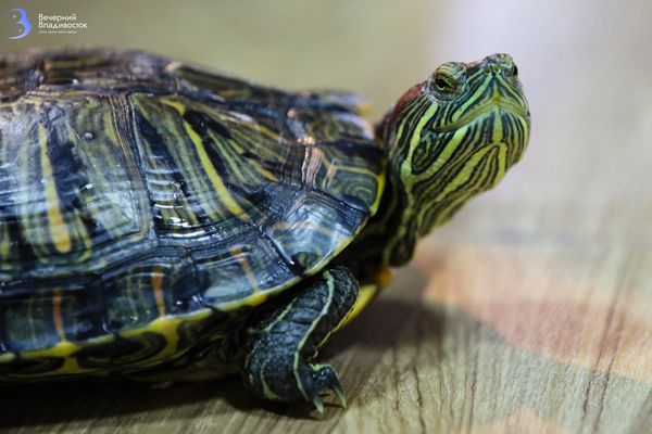Содержание черепах дома: как не навредить им, себе и природе Приморского края